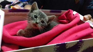 Doy en adopcin gatito macho