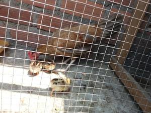 Gallinas Ventas 50 Cda Una