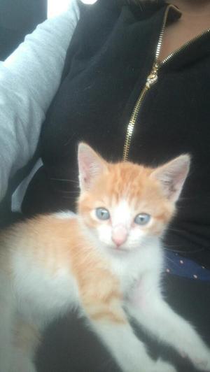 Gatita Adopcion