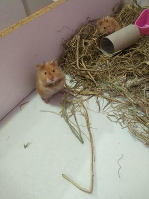 Hamster