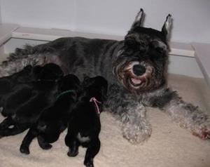 Hermosos Cachorros Schnauzer