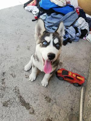 Husky Siberinos