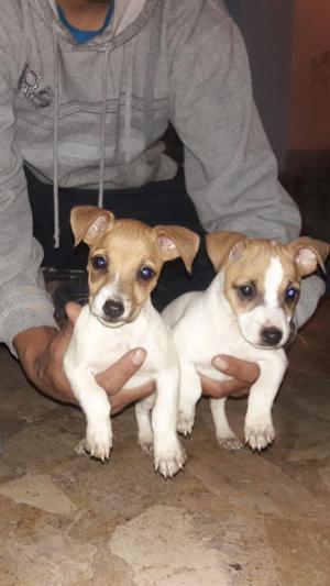 Jack Russell Terrier Bicolores 