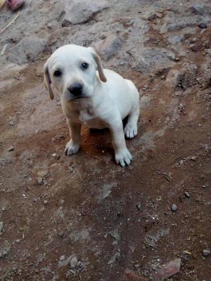 Labrador hembra