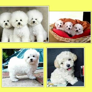 Lindos Bichones Frise