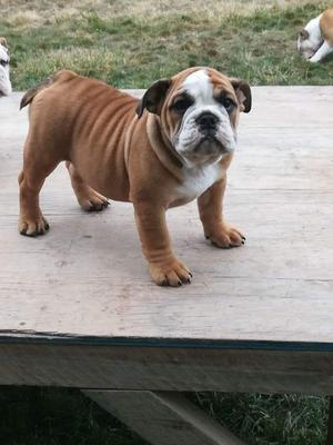 Lindos Bulldog Ingles