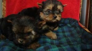 Lindos Cachorros Yorkshire Terrier