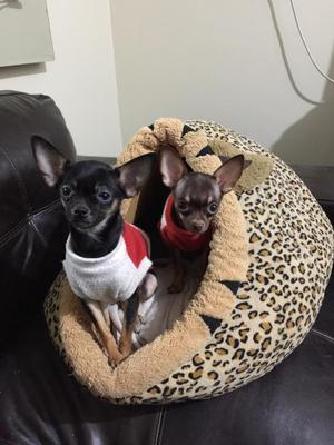 Perritas Lindas de 7 Meses Chihuahua