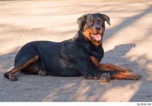 Rotweiler Hembra