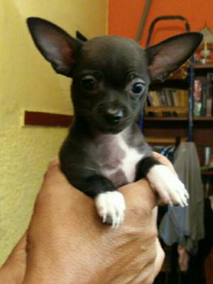 Se Vende Chihuahua Toy Hembra