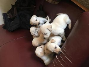 Se venden cachorros labradores