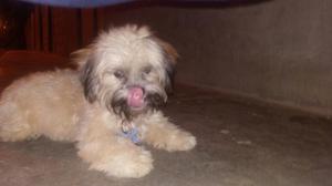 Servicio de Monta Shih Tzu