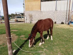 Vendo 2 Caballos