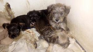 Vendo Cachorro Schnauzer