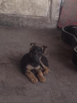 Vendo Cachorros Pastor Aleman