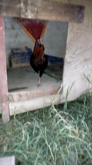 Vendo Gallo Cachufo