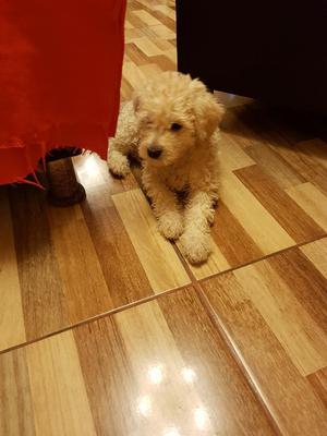 Vendo Lindos Poodle Raza Pura