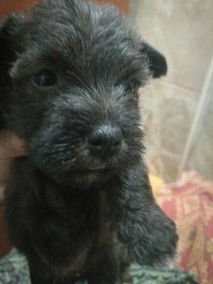 Venta de Cachorros Schnauzer