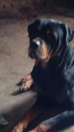 doy en adopcion perro rotwailler