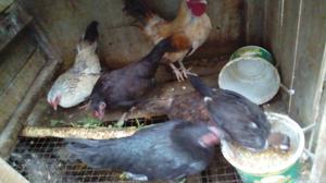 en Venta Gallinas Chilenitas