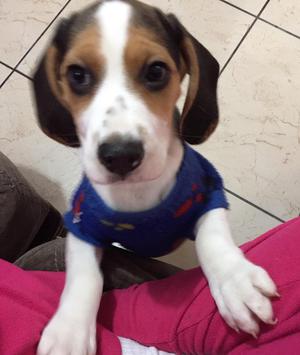 hermosos cachorros beagle tricolor