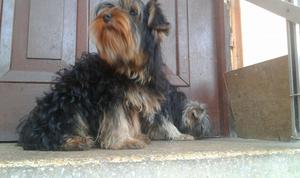 yorkshire terrier lindos cachorros