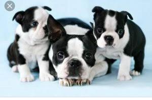 Alucinantes Cachorros Boston Terrier