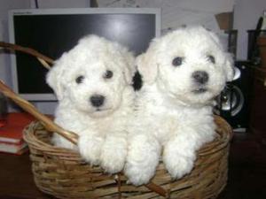 Bichon Frise Peluchones Crespitos