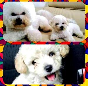 Bichones Frise