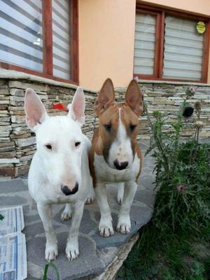 Bull Terrier Rasa Pura