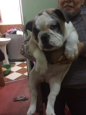 Bulldog Ingles Hembra Oferta