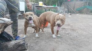 CACHORROS PITBULL