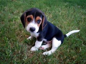 Cachorras beagle