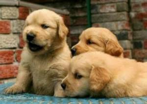 Cachorros Golden Retriever