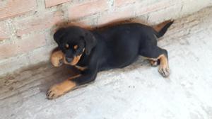 Cachorros Rott