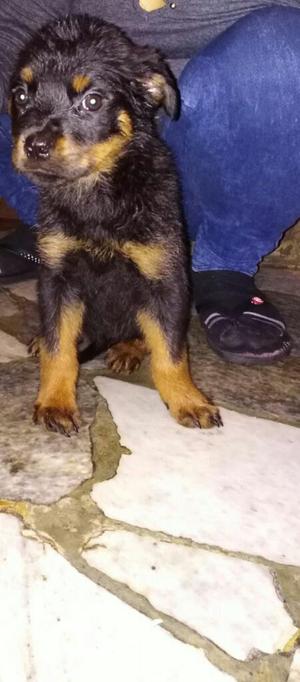 Cachorros Rottwailler Venta Dos Meses