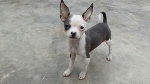 Chihuahua Cachorrito