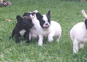 Hermosos Cachorros Bulldog Francés