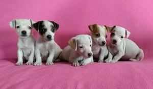 Jack Russell Terrier