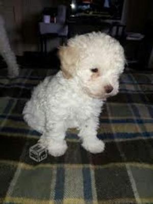 Pudel Poodle Hermosisimos