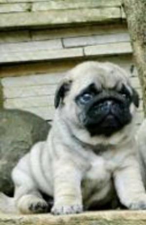 Pug Carlineo