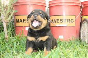 Rottweiler aleman