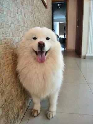 Samoyedo Polar Blanquitos