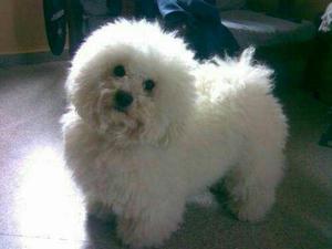 Servicio de Monta Bichon Frise.original