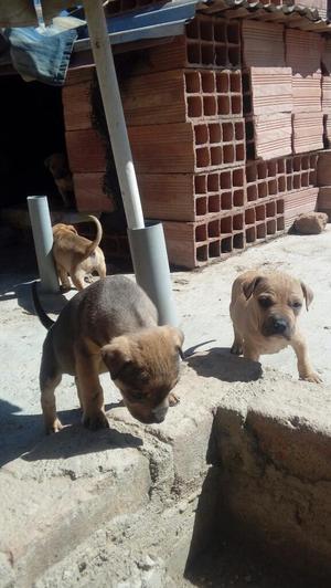 Vendo Perro Bully Fusion Pitbull