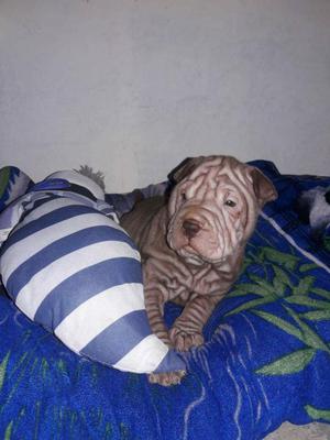 Vendo Raza Shar Pei