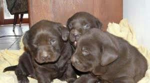 Venta de Cachorros Labradores Chocolates
