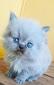 gato persa chinchilla e himalayos bellisimos para MAMA
