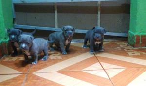 American Bully