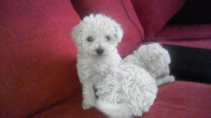 BICHON FRISE CACHORROS DE RAZA TOY